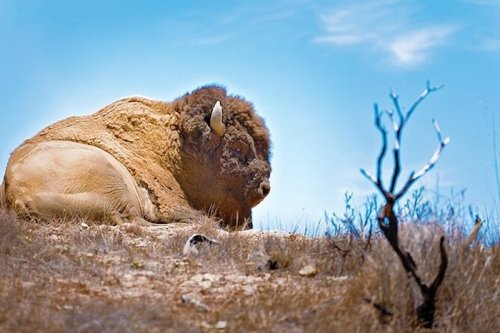 A bison resting on a hillside with a clear blue sky in the background and dry grass surrounding it.