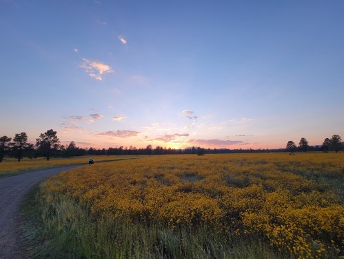 A vibrant sunset over a field of yellow flowers, with a winding path and trees in the background.