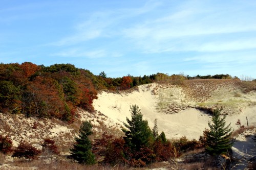 A sandy dune surrounded by trees with autumn foliage under a clear blue sky.