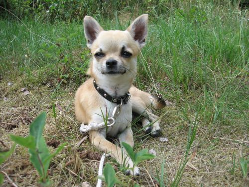 A small tan Chihuahua lying in green grass, wearing a black collar and looking curiously at the camera.