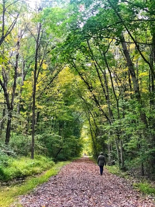 A person walks along a leaf-covered path surrounded by tall trees with vibrant green and yellow foliage.