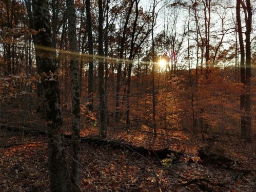 Sunset filtering through trees in a forest, with autumn leaves scattered on the ground. Warm, golden light illuminates the scene.