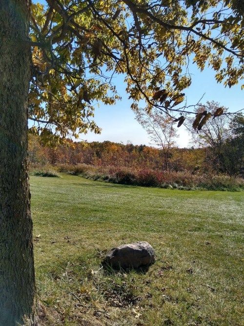 A serene landscape featuring a grassy area, a large rock, and colorful autumn foliage under a clear blue sky.