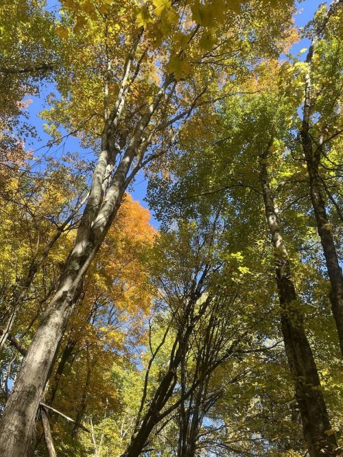 Looking up at tall trees with vibrant green and yellow leaves against a clear blue sky.