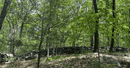 A lush green forest with trees and a stone wall partially hidden among the foliage.