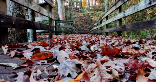 A wooden bridge covered in colorful autumn leaves, surrounded by trees in a forest setting.