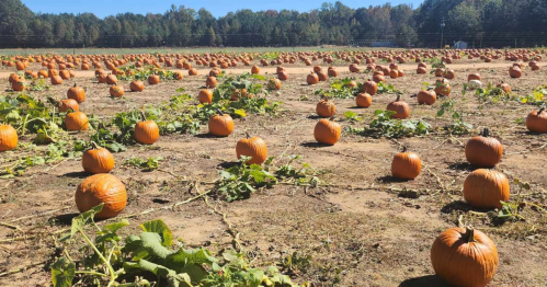 A pumpkin patch with numerous orange pumpkins scattered across a field under a clear blue sky.