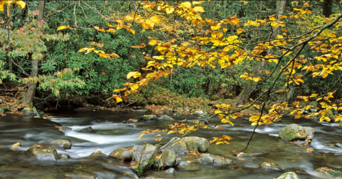 A serene stream flows through a forest, surrounded by autumn leaves and rocky banks.