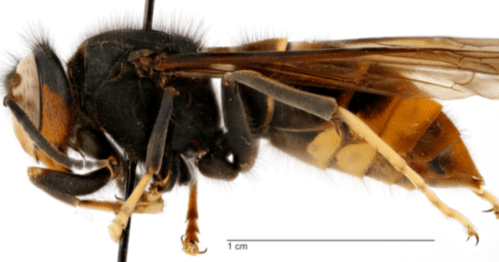 Close-up of a wasp, showing detailed features and a scale bar indicating size (1 cm).