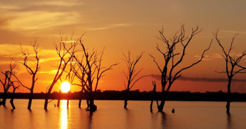 Silhouetted dead trees against a vibrant sunset reflecting on calm water.