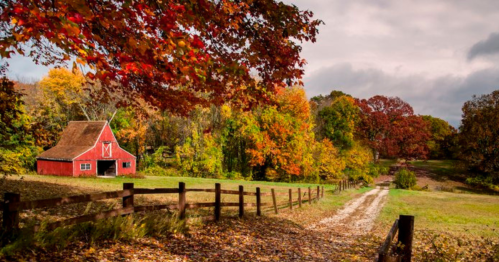A red barn surrounded by vibrant autumn foliage and a gravel path leading through a scenic countryside.