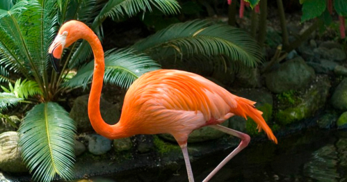 A vibrant orange flamingo stands gracefully by a pond, surrounded by lush green foliage.