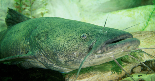 A close-up of a greenish catfish resting on the bottom of an aquarium, surrounded by aquatic plants.