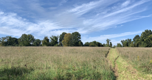 A grassy field under a blue sky with scattered trees and wispy clouds in the background.