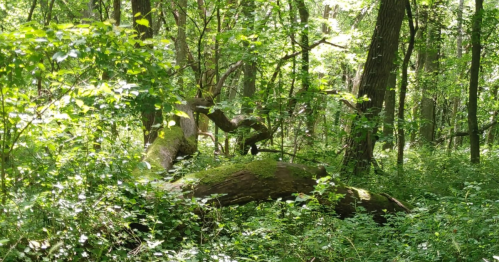 A lush forest scene featuring a moss-covered fallen tree surrounded by dense greenery and sunlight filtering through the leaves.
