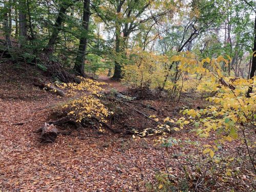 A serene forest path surrounded by trees with autumn leaves in shades of yellow and orange.