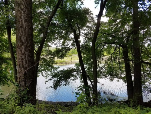 A serene view of a river framed by lush green trees and foliage on a sunny day.