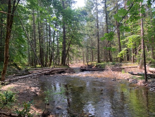A serene forest scene with a clear stream flowing through tall trees and scattered logs on the ground.