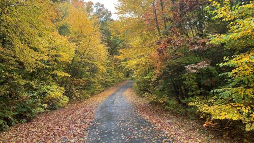 A winding path through a vibrant autumn forest, lined with colorful leaves in shades of yellow, orange, and red.