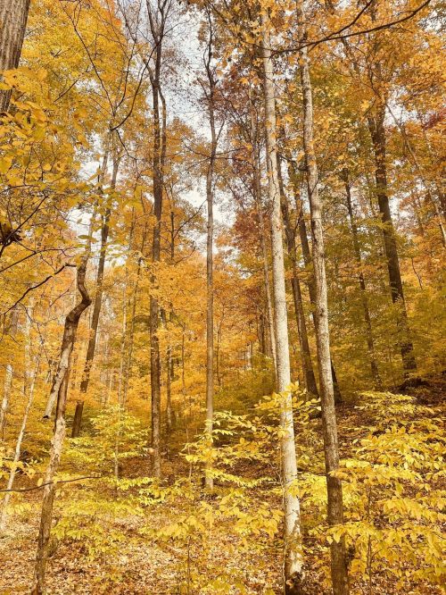 A serene forest scene with tall trees adorned in vibrant autumn leaves of yellow and orange.