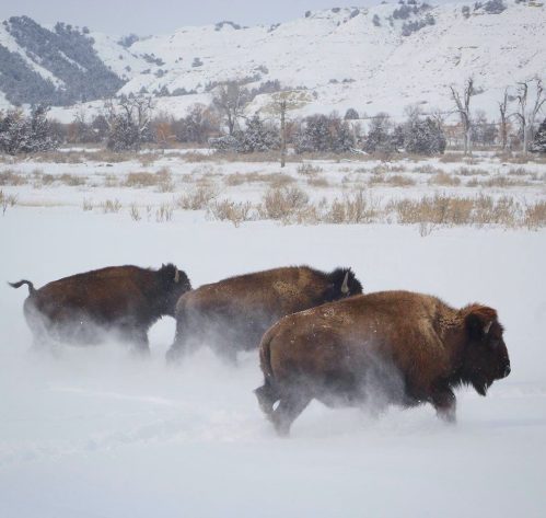 Three bison walking through deep snow in a winter landscape with distant hills and trees.