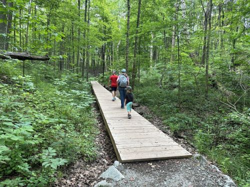 Three people walk along a wooden boardwalk through a lush green forest.