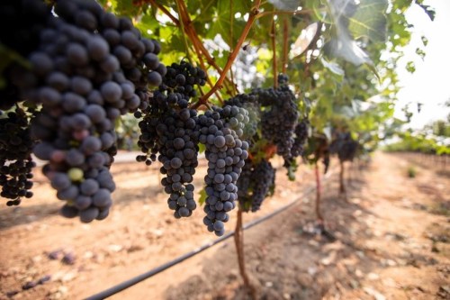 Close-up of ripe black grapes hanging from vines in a vineyard, with rows of grapevines in the background.