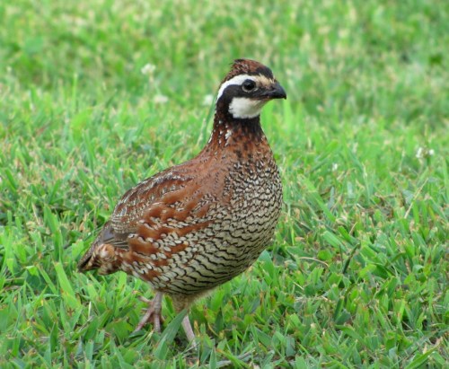 A small, brown bird with a speckled pattern and a distinctive white stripe on its face, standing on green grass.
