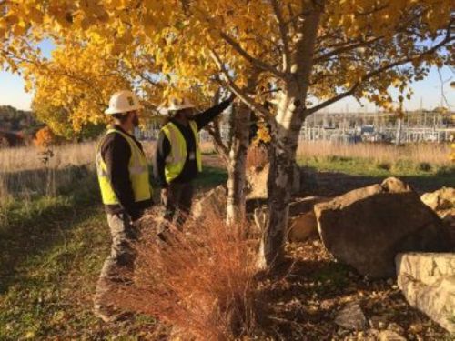 Two workers in hard hats and vests examine a tree with vibrant autumn leaves in a natural setting.