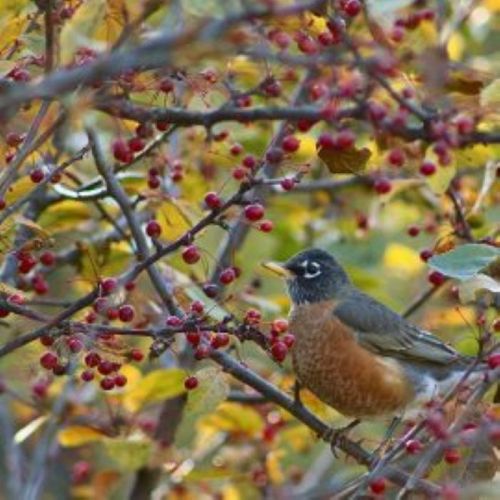 A robin perched on a branch surrounded by colorful autumn leaves and red berries.