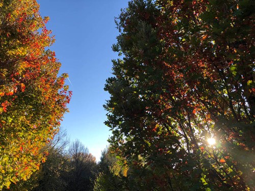 A vibrant autumn scene with colorful trees framing a clear blue sky and sunlight peeking through the leaves.