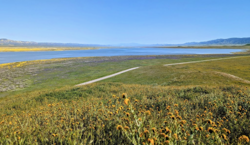 A serene landscape featuring a calm lake surrounded by green fields and yellow wildflowers under a clear blue sky.