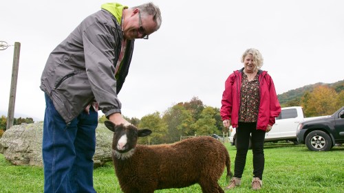 A man pets a brown sheep while a woman smiles in the background, surrounded by a grassy field and trees.