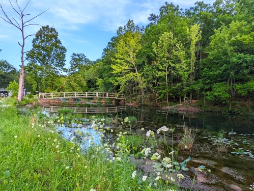 A serene pond surrounded by lush greenery and a wooden bridge, reflecting the trees and sky above.