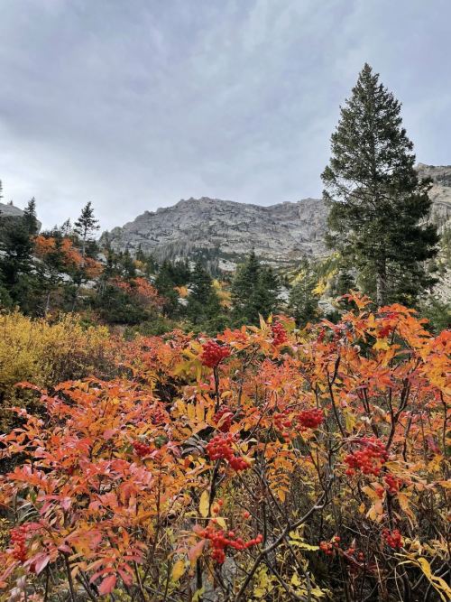 A scenic view of autumn foliage with vibrant red and orange leaves, mountains, and evergreen trees in the background.