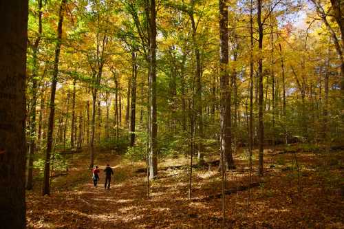 Two people walk along a forest path surrounded by vibrant autumn foliage and tall trees.