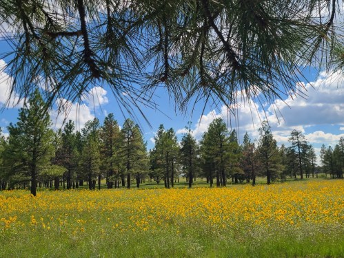 A vibrant field of yellow flowers surrounded by tall green trees under a blue sky with fluffy clouds.
