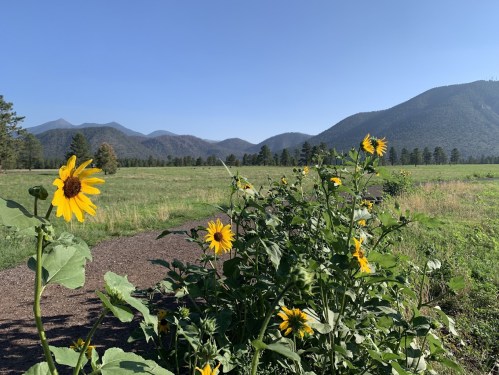A field of sunflowers in the foreground with mountains and a clear blue sky in the background.