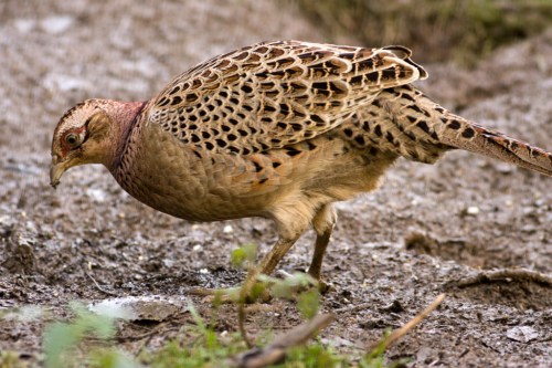 A brown and tan pheasant foraging on the ground, showcasing its distinctive feather patterns.
