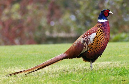 A colorful pheasant stands on green grass, showcasing its vibrant plumage and long tail.