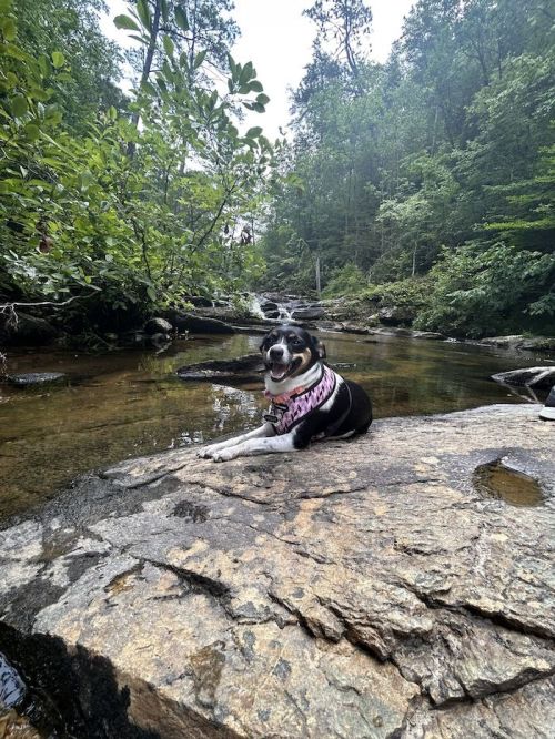 A dog resting on a rock by a serene stream, surrounded by lush greenery and trees.