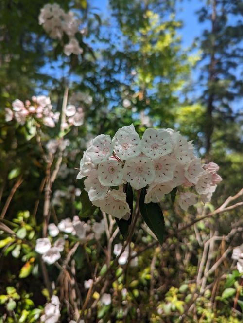 A cluster of white flowers with pink speckles, surrounded by green foliage and a blue sky in the background.