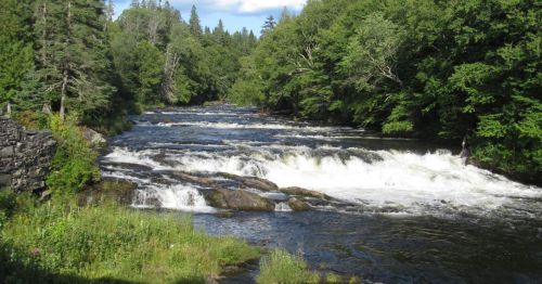 A rapid river moving through a green forest.