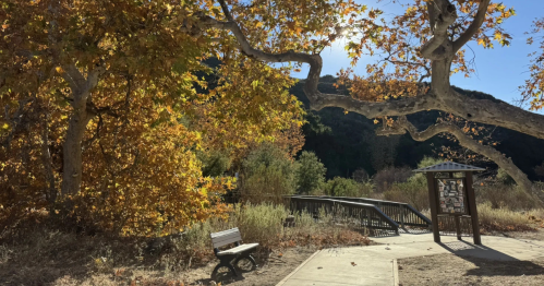 A bench sits next to a paved trail and under a tree covered in fall foliage.