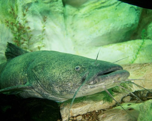 A close-up of a large catfish resting on the bottom of an aquarium, surrounded by rocks and green aquatic plants.