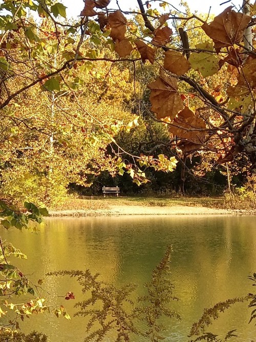 A serene pond surrounded by autumn foliage, with a bench visible in the distance.