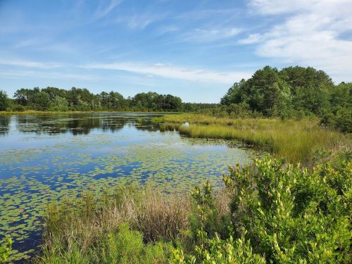 A serene landscape featuring a calm pond surrounded by lush greenery and blue skies with scattered clouds.