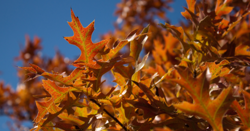 Close-up of vibrant orange and red fall leaves on a tree branch against a bright blue sky.