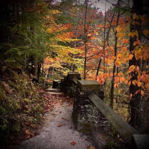 A winding path through a forest with vibrant autumn leaves in shades of orange and yellow.