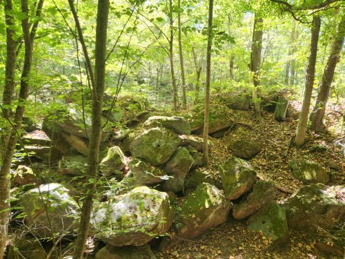 A forest scene featuring large moss-covered rocks surrounded by trees and fallen leaves.